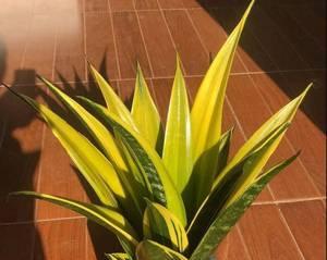虎皮兰花怎么养（虎皮兰的养护小妙招）