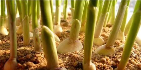 小葱籽怎么种出苗快（小葱的种植方法及步骤）