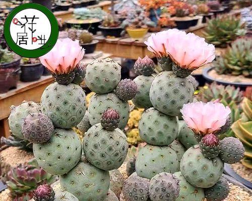 仙人掌有哪些品种（盘点5种常见仙人掌）