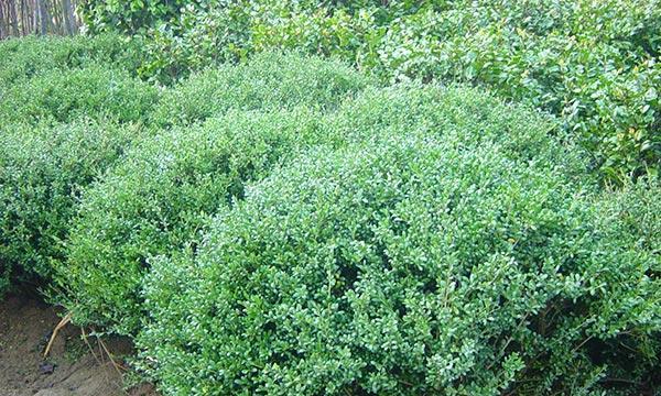 冬青球怎么养殖（冬青球种植注意事项）