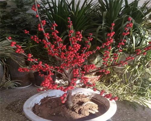冬青球怎么养殖（冬青球种植注意事项）