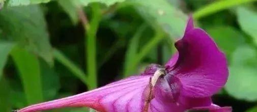 哪种植物被称为活化石（中国活化石植物大全）