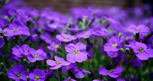 紫色植物有哪些（紫色花的品种大全）
