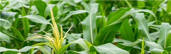 玉米怎么种才能高产（玉米高产种植技术要点）