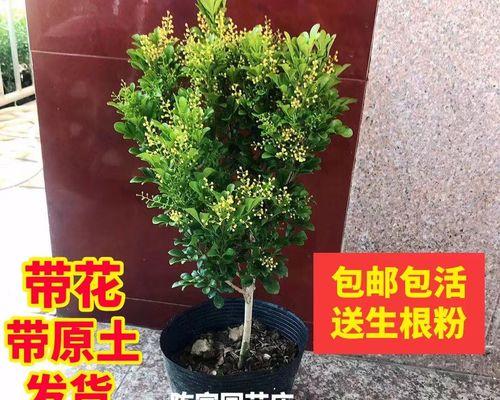 米兰花好养吗怎么养（米兰花的养殖方法和注意事项）