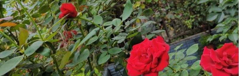 玫瑰花种子的种植方法是什么（养护玫瑰的注意事项）