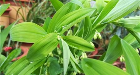 玉竹是什么植物（玉竹的简介和特点）