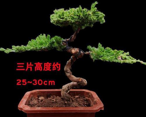 松树盆景造型教程（造型松树盆景的制作与养护）
