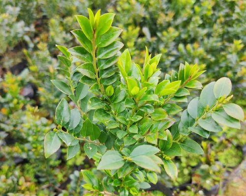 茶叶怎么栽才生根快（种植方法和管理）