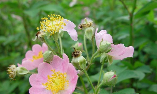 野蔷薇花怎么养（野蔷薇的养护知识）