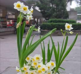 水仙花几月份开花（有关水仙花开花时间）