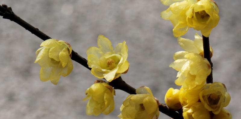 蜡梅在什么季节开放（有关蜡梅的花期季节）