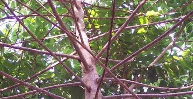 见血封喉树的特点是什么（了解黑金刚植物介绍）