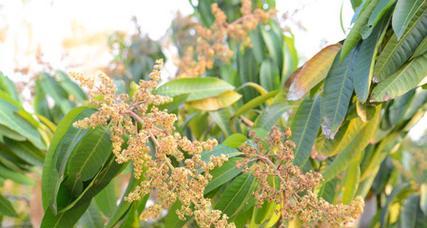 芒果怎么种植（盆栽芒果种植方法与技巧）