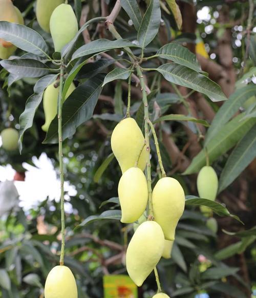 芒果怎么种植（盆栽芒果种植方法与技巧）