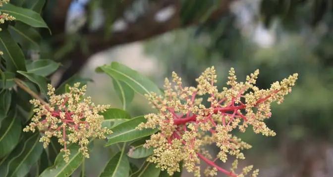 芒果怎么种植（盆栽芒果种植方法与技巧）