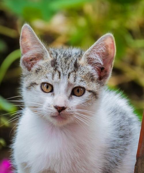 猫科动物有哪些品种（常见猫科动物品种大全）