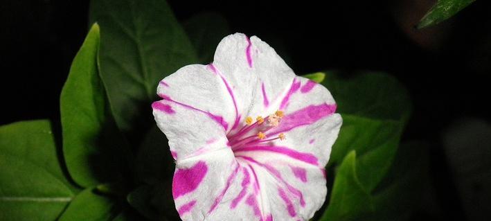 紫茉莉种子种植方法（紫茉莉养护方法分享）