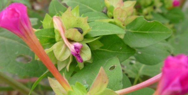 紫茉莉种子种植方法（紫茉莉养护方法分享）