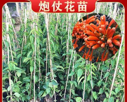 炮仗花怎样种才茂盛（炮仗花种植方法与技巧）