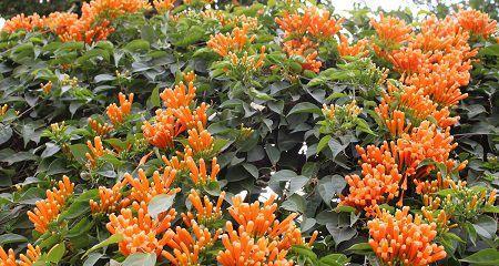 炮仗花怎样种才茂盛（炮仗花种植方法与技巧）