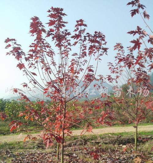 红枫种子种植方法