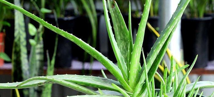 芦荟怎么样才能更旺盛（有关芦荟浇水的正确方法）