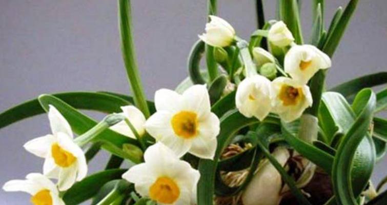 水仙怎么养才能开得好（水仙花催花小窍门）