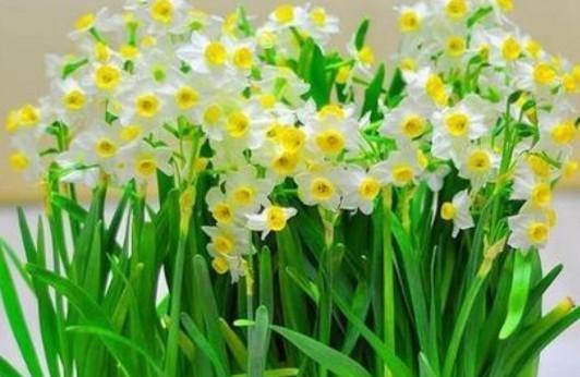 水仙怎么养才能开得好（水仙花催花小窍门）