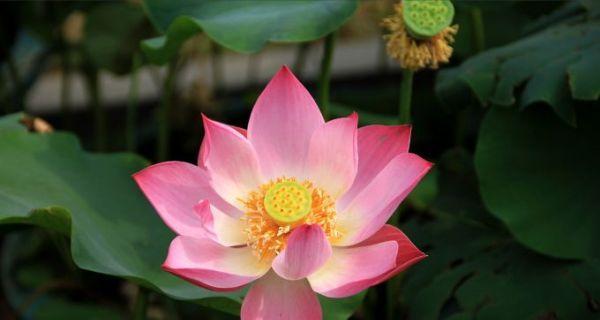 令箭荷花怎么养才能开花（令箭荷花养殖绝招）