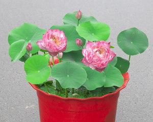 令箭荷花怎么养才能开花（令箭荷花养殖绝招）
