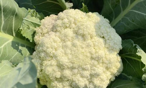 花菜什么时候种最合适（新手种植花菜的方法和时间）