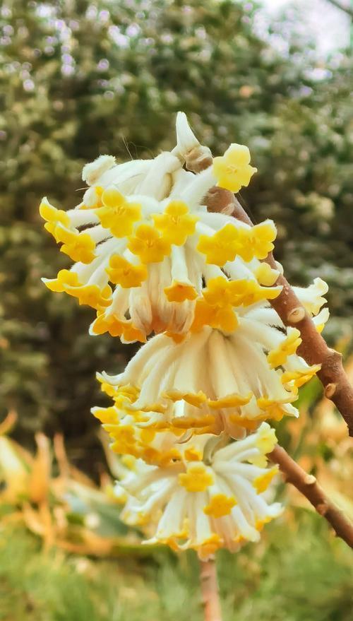 结香花如何养（养结香花的注意事项）