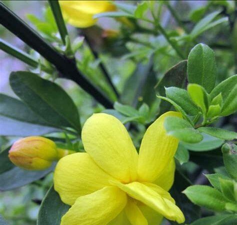 迎春花什么时候开花（观赏迎春花花期简介）