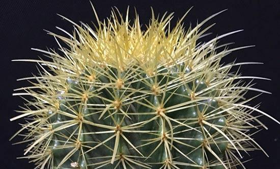 金虎仙人球怎样养（分享金虎仙人球的种植方法）
