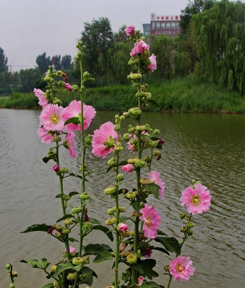 蜀葵几月播种合适（蜀葵播种时间和方法）