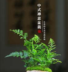 金毛狗蕨类植物怎么养（金毛狗蕨养殖方法）