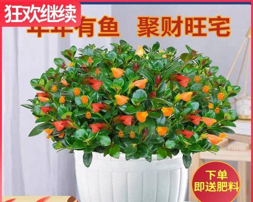 金鱼花怎么养才能开花（金鱼花的养护与管理）