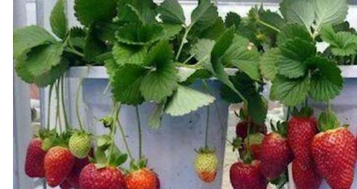 盆栽草莓用什么土（有关草莓种植技术要点）