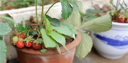 盆栽草莓用什么土（有关草莓种植技术要点）