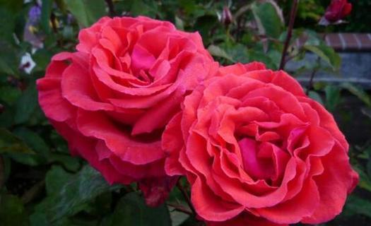 最稀有的玫瑰品种（探索玫瑰世界中最稀有的品种）