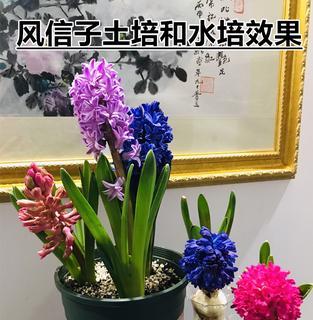 风信子怎么养殖方法（风信子种植养护技巧）