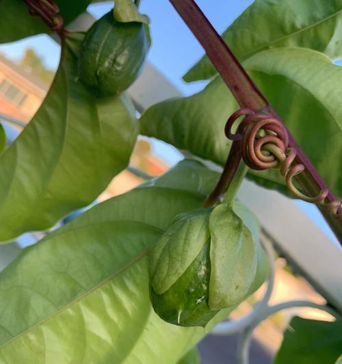 百香果怎么种（百香果的种植技术要点）