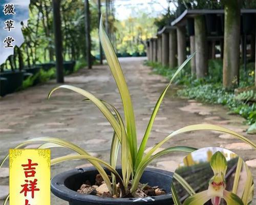 刚买回来的兰花怎么种植（种植兰花的注意事项）