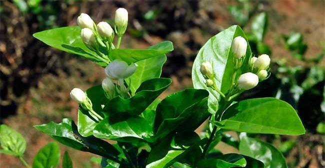 茉莉花如何种植（茉莉花的种植方法与技巧）