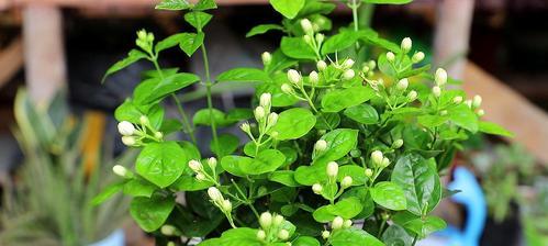 刚移栽的茉莉花怎么养（茉莉花种植技巧和养护）