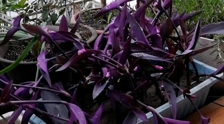 紫竹梅怎样种植（紫竹梅的养殖方法和注意事项）