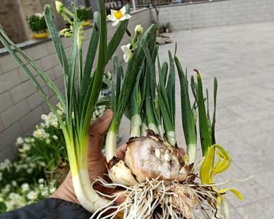 如何种水仙花种球（水仙花的正确种植方法讲解）