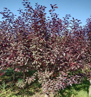紫叶矮樱秋天可以种植吗（紫叶矮樱的养殖方法讲解）