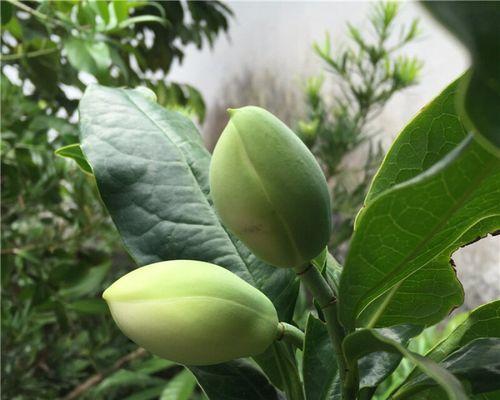 夜来香怎么开花好（关于夜来香的花期季节）